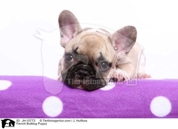 Franzsische Bulldogge Welpe / French Bulldog Puppy / JH-15773