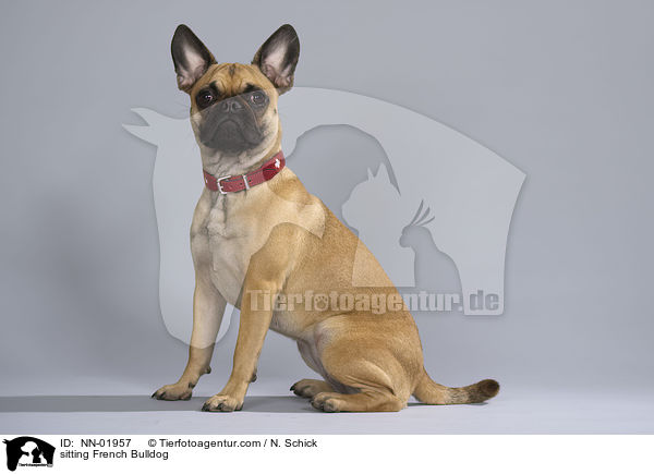 sitzende Franzsische Bulldogge / sitting French Bulldog / NN-01957