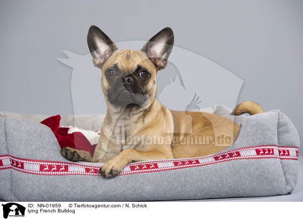 liegende Franzsische Bulldogge / lying French Bulldog / NN-01959