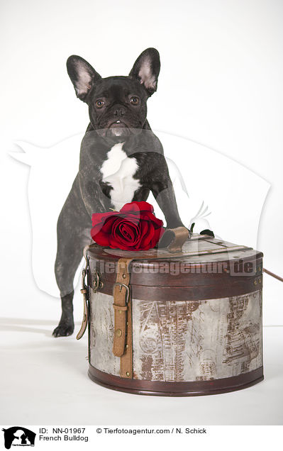 Franzsische Bulldogge / French Bulldog / NN-01967