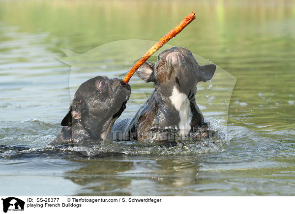 spielende Franz�sische Bulldoggen / playing French Bulldogs / SS-28377