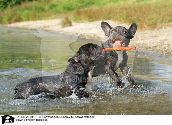 spielende Franzsische Bulldoggen / playing French Bulldogs / SS-28381