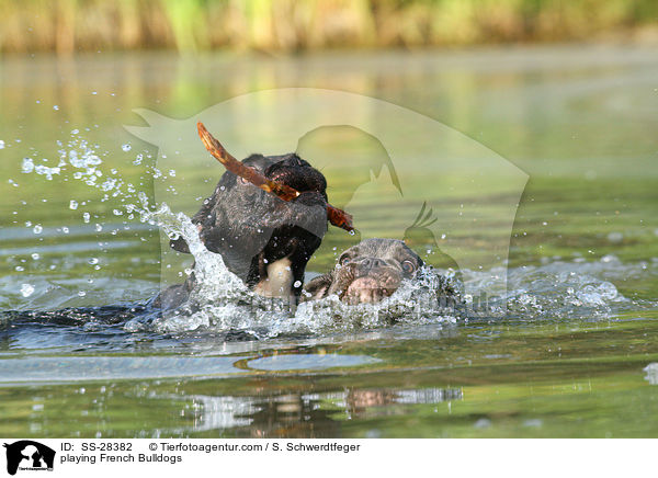 spielende Franzsische Bulldoggen / playing French Bulldogs / SS-28382