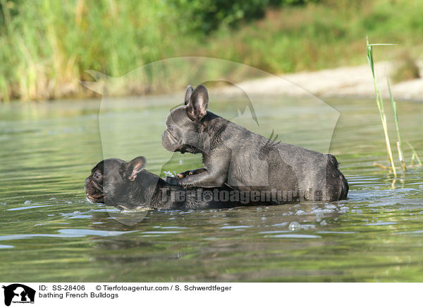 badende Franzsische Bulldoggen / bathing French Bulldogs / SS-28406