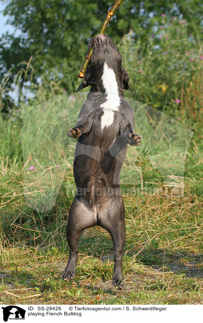 spielende Franzsisch Bulldogge / playing French Bulldog / SS-28426
