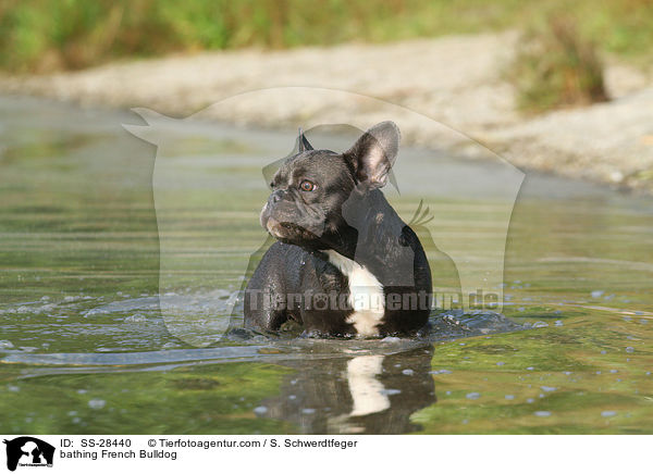 badende Franzsisch Bulldogge / bathing French Bulldog / SS-28440