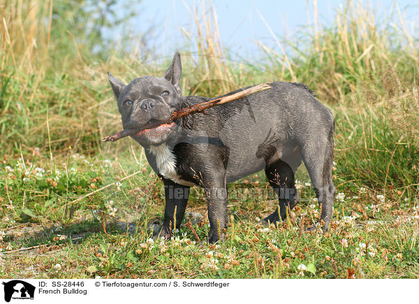 Franzsisch Bulldogge / French Bulldog / SS-28446