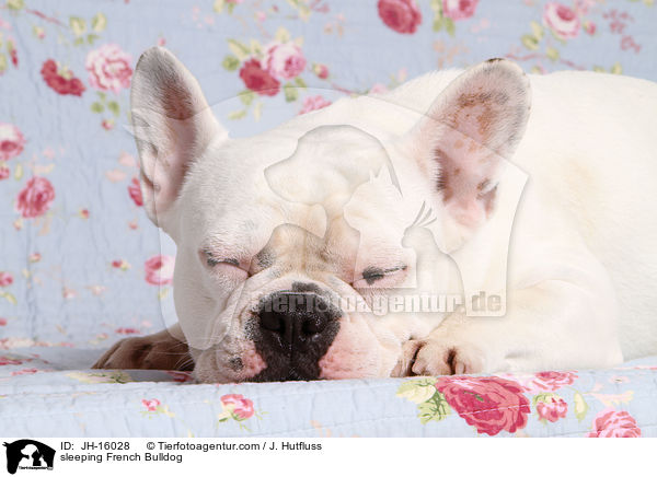 schlafende Franzsische Bulldogge / sleeping French Bulldog / JH-16028
