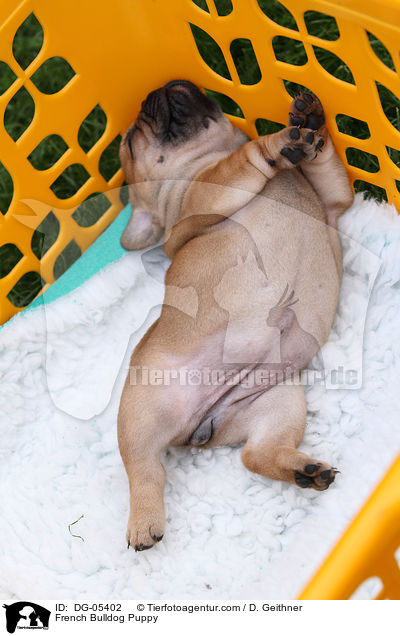 Franzsische Bulldogge Welpe / French Bulldog Puppy / DG-05402