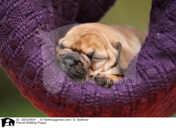 Franzsische Bulldogge Welpe / French Bulldog Puppy / DG-05404