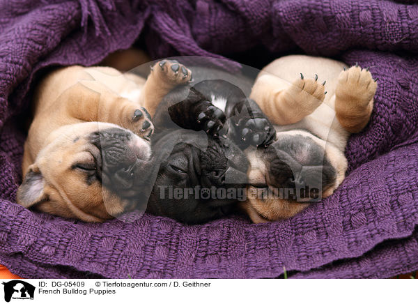 Franzsische Bulldogge Welpen / French Bulldog Puppies / DG-05409