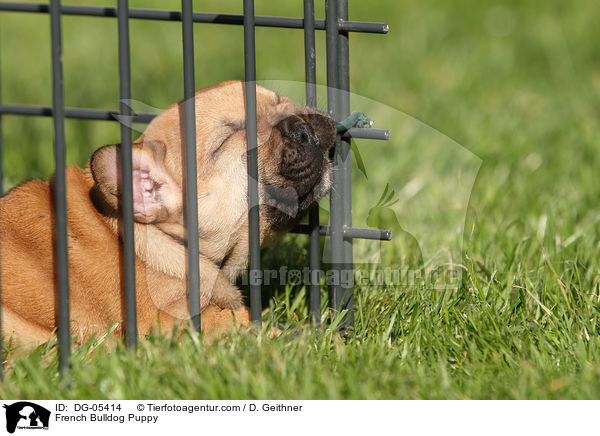 Franzsische Bulldogge Welpe / French Bulldog Puppy / DG-05414