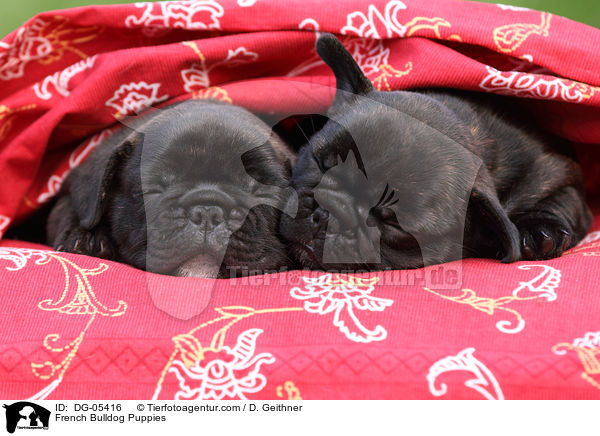 Franzsische Bulldogge Welpen / French Bulldog Puppies / DG-05416