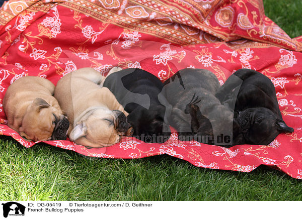 Franzsische Bulldogge Welpen / French Bulldog Puppies / DG-05419