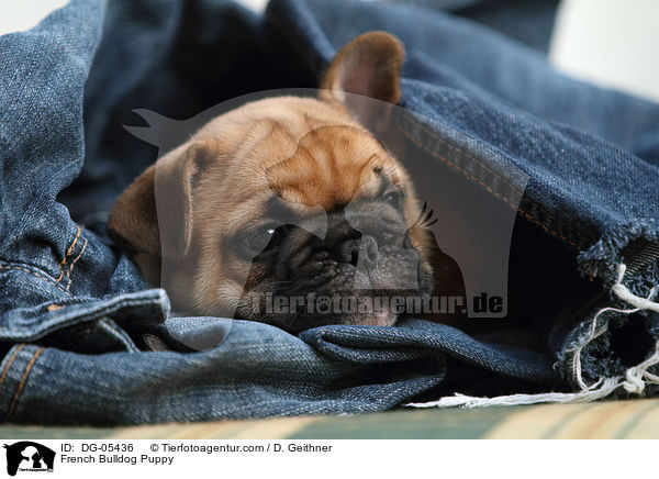 Franzsische Bulldogge Welpe / French Bulldog Puppy / DG-05436