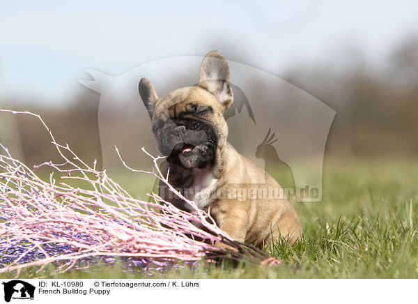 Franzsische Bulldogge Welpe / French Bulldog Puppy / KL-10980