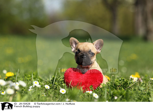 Franzsische Bulldogge Welpe / French Bulldog puppy / JH-18428