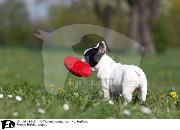 Franz�sische Bulldogge Welpe / French Bulldog puppy / JH-18449