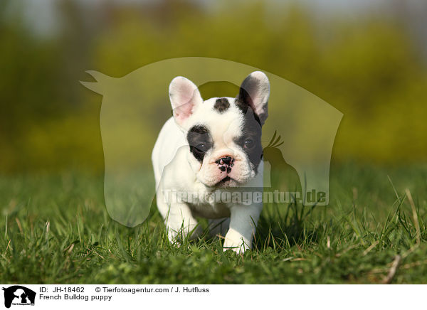 French Bulldog puppy / JH-18462