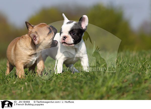 2 French Bulldog puppies / JH-18468