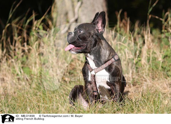 sitzende Franzsische Bulldogge / sitting French Bulldog / MB-01898