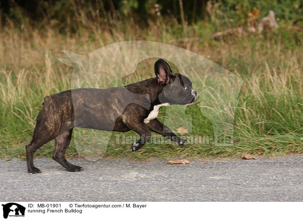 rennende Franzsische Bulldogge / running French Bulldog / MB-01901