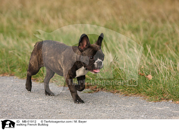 laufende Franzsische Bulldogge / walking French Bulldog / MB-01912