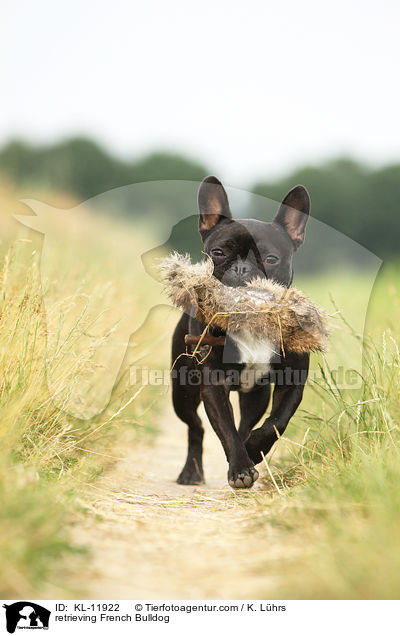 apportierende Franzsische Bulldogge / retrieving French Bulldog / KL-11922