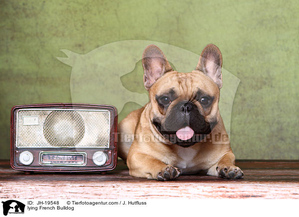 liegende Franzsische Bulldogge / lying French Bulldog / JH-19548