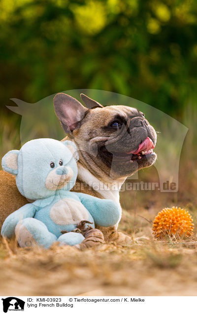 liegende Franzsische Bulldogge / lying French Bulldog / KMI-03923