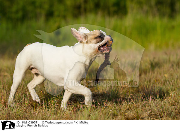 spielende Franzsische Bulldogge / playing French Bulldog / KMI-03957