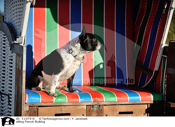 sitzende Franzsische Bulldogge / sitting French Bulldog / YJ-07415