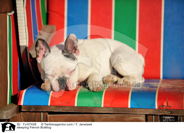 schlafende Franzsische Bulldogge / sleeping French Bulldog / YJ-07426