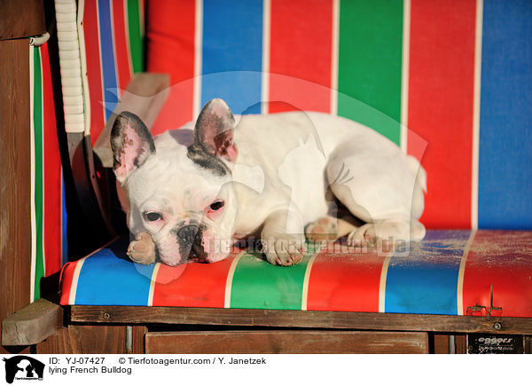 liegende Franzsische Bulldogge / lying French Bulldog / YJ-07427