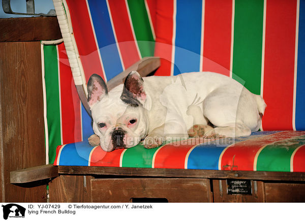 liegende Franz�sische Bulldogge / lying French Bulldog / YJ-07429