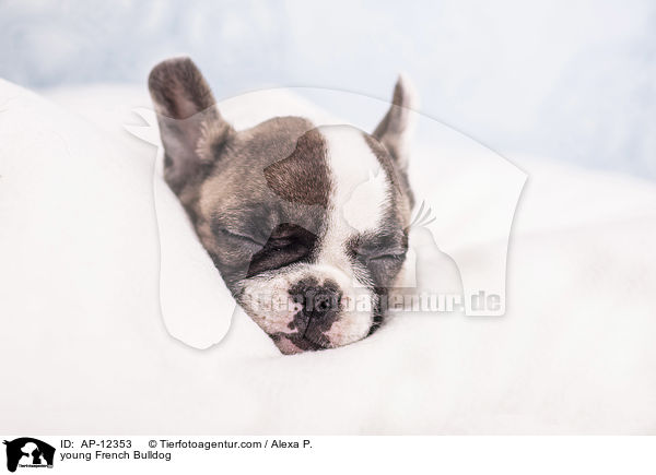 junge Franzsische Bulldogge / young French Bulldog / AP-12353
