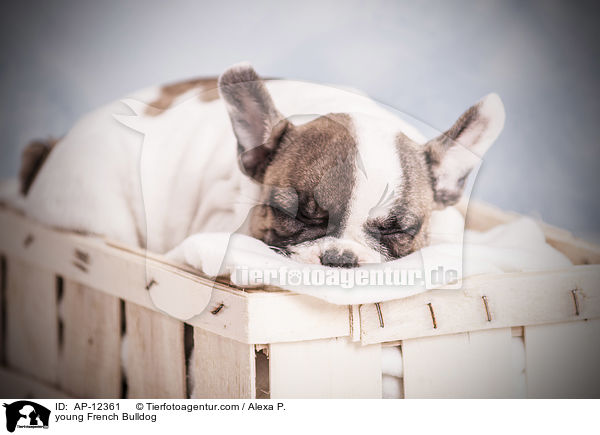 junge Franzsische Bulldogge / young French Bulldog / AP-12361