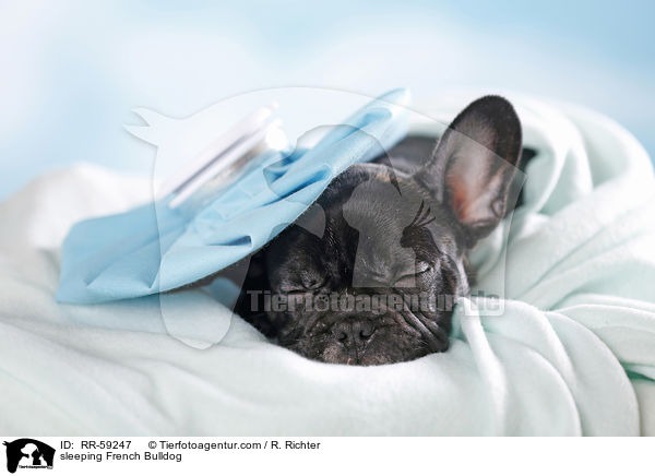 schlafende Franzsische Bulldogge / sleeping French Bulldog / RR-59247