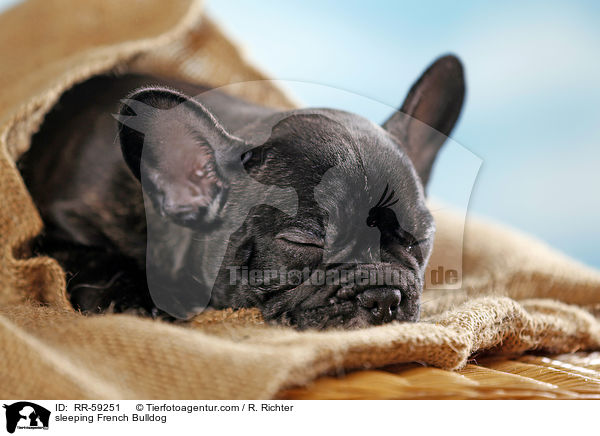 schlafende Franzsische Bulldogge / sleeping French Bulldog / RR-59251