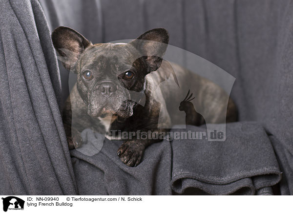liegende Franzsische Bulldogge / lying French Bulldog / NN-09940