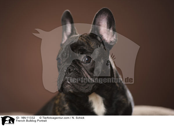 Franzsische Bulldogge Portrait / French Bulldog Portrait / NN-11332