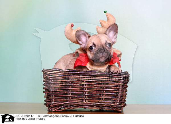 French Bulldog Puppy / JH-20547