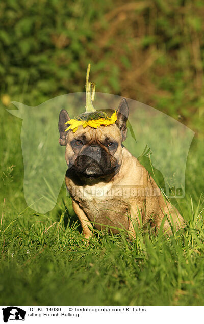 sitting French Bulldog / KL-14030