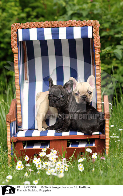 Franzsische Bulldoggen Welpen / French Bulldog Puppies / JH-21304