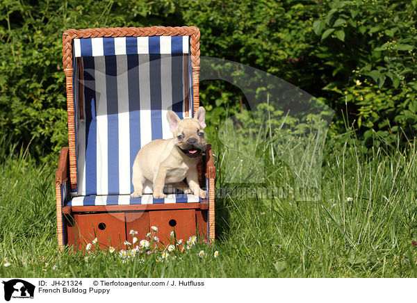 Franzsische Bulldogge Welpe / French Bulldog Puppy / JH-21324