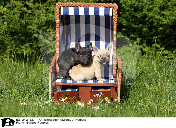 Franzsische Bulldoggen Welpen / French Bulldog Puppies / JH-21327
