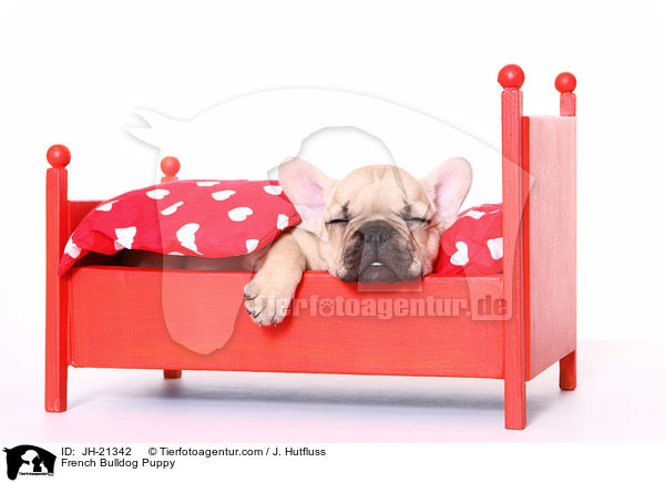 Franzsische Bulldogge Welpe / French Bulldog Puppy / JH-21342