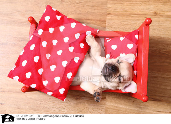 Franzsische Bulldogge Welpe / French Bulldog Puppy / JH-21351
