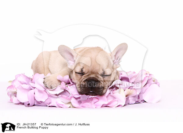 Franzsische Bulldogge Welpe / French Bulldog Puppy / JH-21357