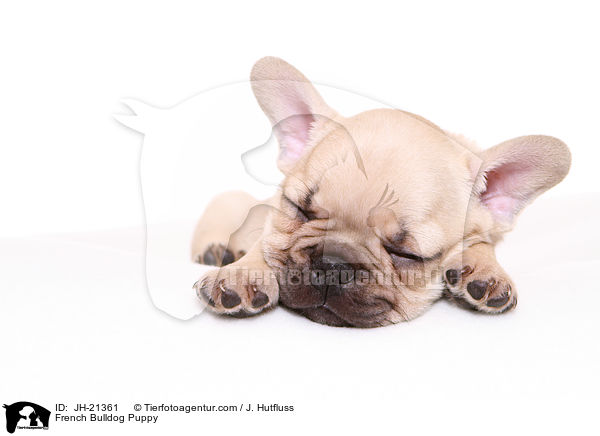 Franzsische Bulldogge Welpe / French Bulldog Puppy / JH-21361